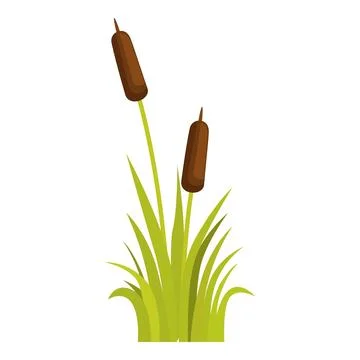 Two brown cattails growing in green grass blades Stock Illustration