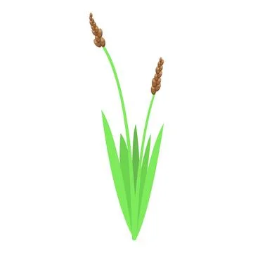 Two brown cattails growing in green grass blades Stock Illustration