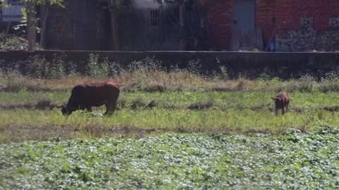 Two brown cattle grazing in a rural farmland field during a sunny day Stock Footage 342104497