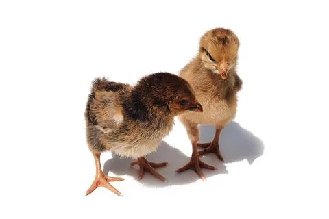 Two brown chicken chicks with shadow isolated on white background Stock Photos