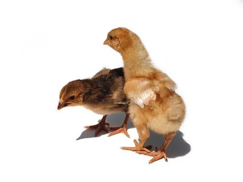 Two brown chicken chicks, small hens, two weeks old on white background Stock Photos