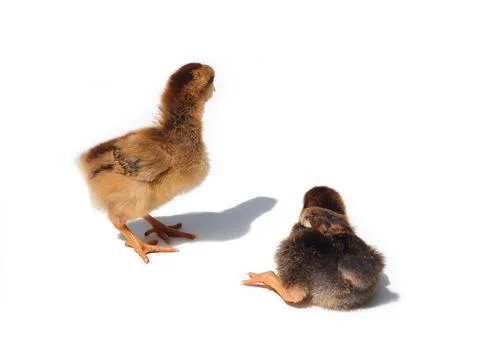 Two brown chicken chicks, small hens, two weeks old. One stands, other lies Stock Photos