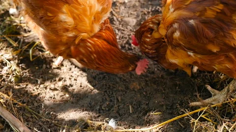 Two brown chicken crawling in the ground. Slow motion Stock Footage 125754433