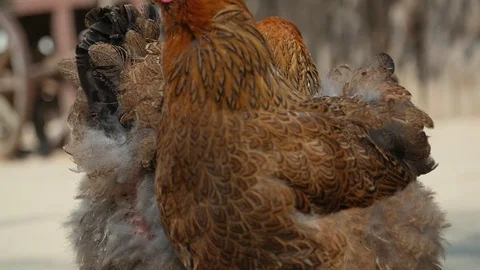 Two brown chickens eating from the ground in the yard. Slow motion 库存影片 107627909