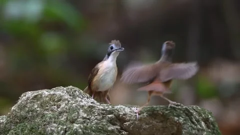 Two brown cinquefoils on a rock Stock Footage 335079913