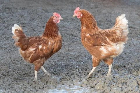 Two brown competitor chickens standing opposite at poultry farm. Rural agricu Foto stock