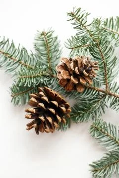 Two brown cones on the background of a spruce branch. white background Stock Photos