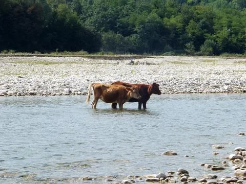 Two brown cows are standing in the river Stock Photos