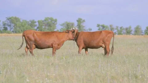 Two brown cows eating grass on pasture,one licking another Stock-Footage 8366211