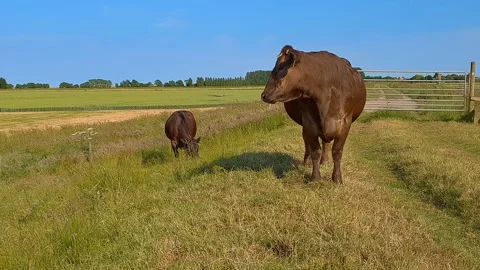 Two brown cows in a field near a farm gate Stockbeeldmateriaal 201587047