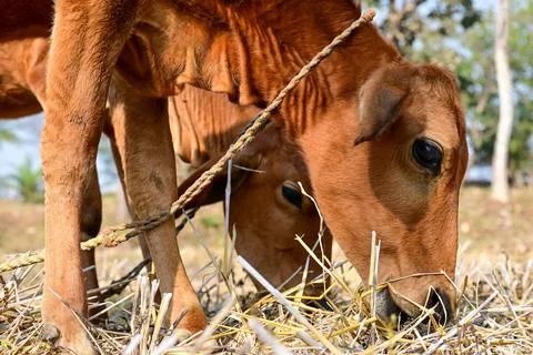 Two Brown Cows Grazing on Dry Stubble in a Rural Farm Field Stock Photos