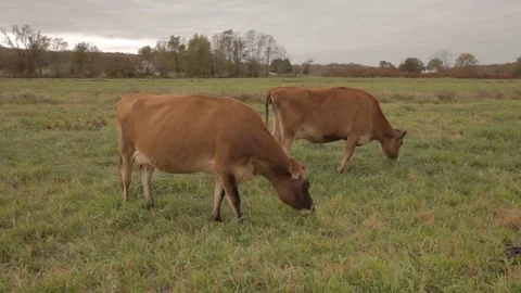 Two Brown Cows Grazing in a Field Stock Footage 81752007