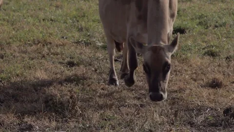 Two Brown Cows Grazing in a Field Stock Footage 81752040