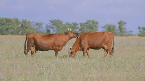 Two brown cows grazing on green field, licking and butting Stock-Footage 8366172