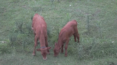 Two brown cows grazing in a meadow Stock Footage 94332799
