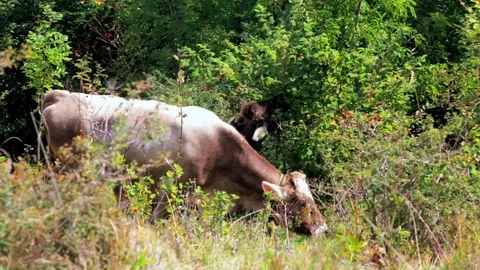 Two brown cows grazing on mountain meadow hill at sunny day Stock Footage 101635890