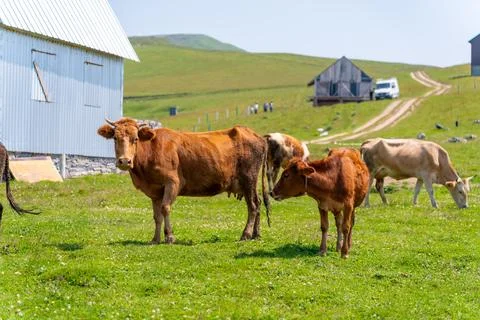 Two brown cows grazing peacefully in a lush green meadow on a sunny day. Go.. Stock Photos