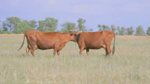 Two brown cows grazing in summer meadow, eating grass, licking Stock-Footage 8366181