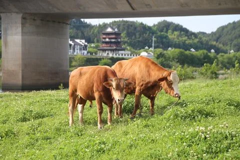 Two brown cows grazing under a bridge in a green riverside meadow with dist.. Stock Photos