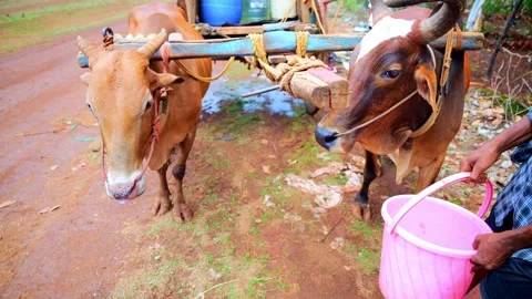 Two Brown Cows Harnessed Together on a Farm Stock Footage 312382641