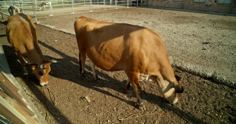 Two Brown Cows in Holding Pen Peacefully Graze on Farm Stock Footage 203151706