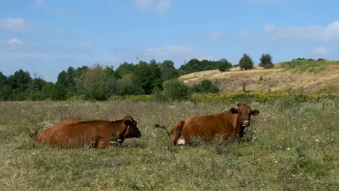 Two brown cows lie on the grass in a colorful meadow near a hill against a bl Stock Footage 138245464