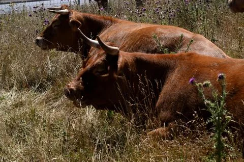 Two brown cows looking in the same direction Stock Photos