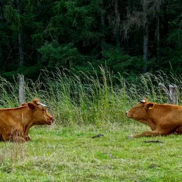 Two brown cows lying on the green grass opposite each other Stock Photos