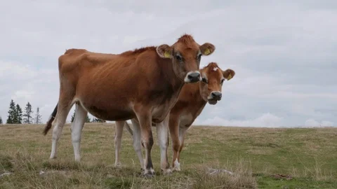 Two Brown Cows on Mountain Meadow - cuddling, licking each others face Stock Footage