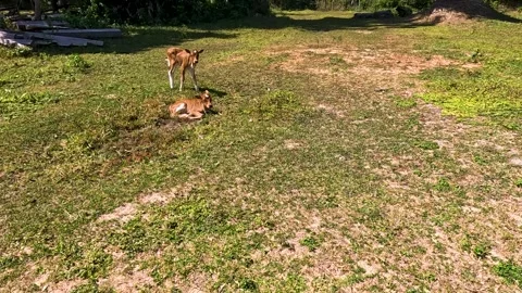 Two Brown Cows Resting in a Field Stock Footage 240882838