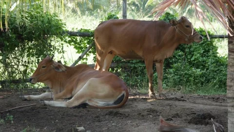 Two brown cows in a shaded rural pen, one lying on the ground and one standing b 스톡 동영상 341111620