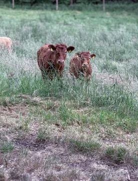 Two brown cows stand side by side on a lush green pasture with a wooded bac.. 스톡 사진