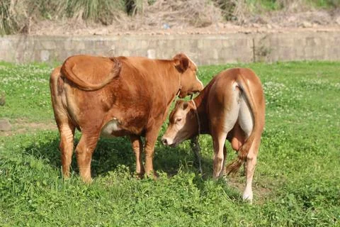 Two brown cows standing close together in green grass near a low stone wall Stock Photos