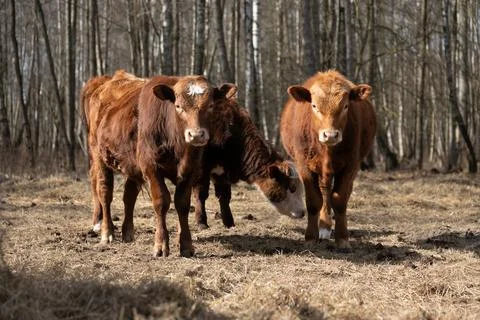 Two Brown Cows Standing in Forest Stock Photos
