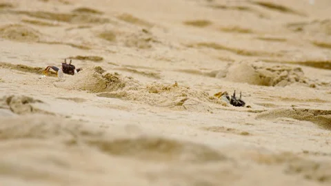 Two brown crabs on the sand, close-up Video stock 233318930