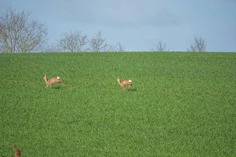Two brown deer run fast over a green field Stock Photos