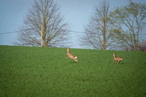 Two brown deer run fast over a green field Stock Photos