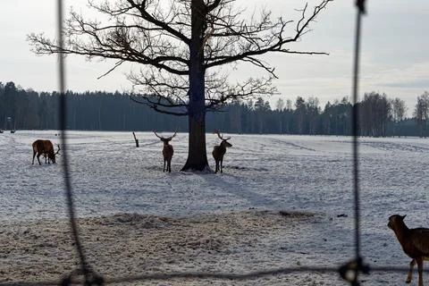 Two brown deer stand under a tree in the snow in the backlight Stock Photos