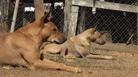 Two brown dog lay down on soil ground grass outdoor sunny day rural area Stock Footage 300748901