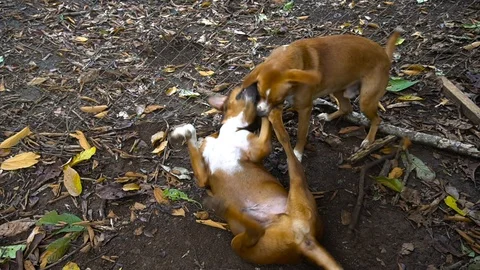 Two Brown Dogs Playing On The Ground [Slow Motion] Stock Footage 89606026