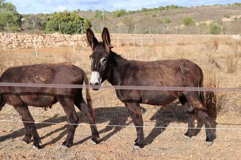 Two brown donkeys standing behind a fence on a sunny day Stock Photos