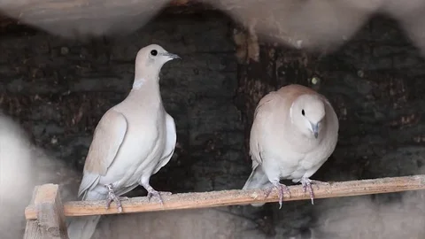 Two brown doves close up, Slow motion Stock Footage 84833547
