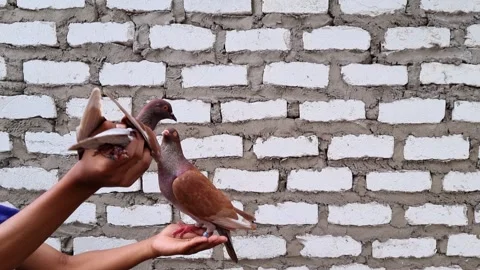 Two brown doves Stock Footage 276223749