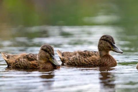 Two brown ducks glide calmly on a reflective pond. Soft water ripples surroun Stock Photos