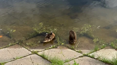 Two brown ducks resting in shallow water at a stone pond edge Stockbeeldmateriaal 341510338