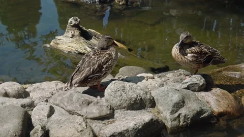 Two brown ducks sitting on lakeside rocks in the sunshine during summer Stock Footage 178024920