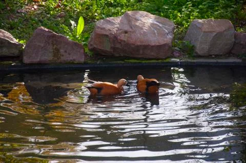 Two brown ducks in the small pond Stock Photos