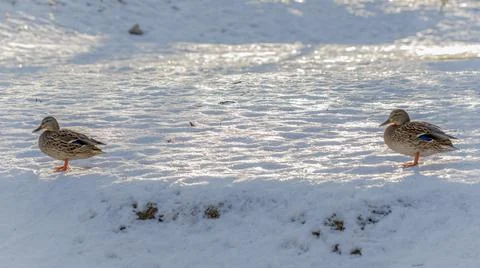 Two brown ducks walking in the snow in city park at sunny winter day. Winteri Stock Photos