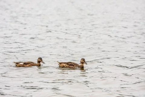 Two brown ducks in water Stock Photos