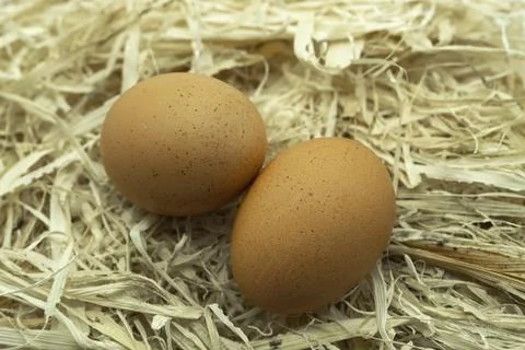 Two brown eggs lie gently in straw Foto stock